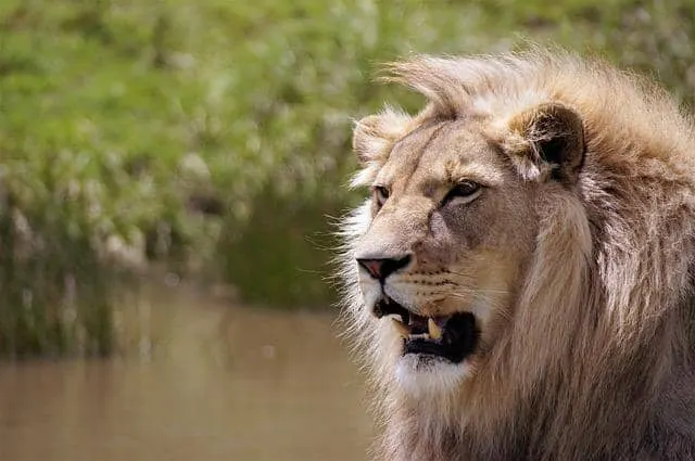 South Africa